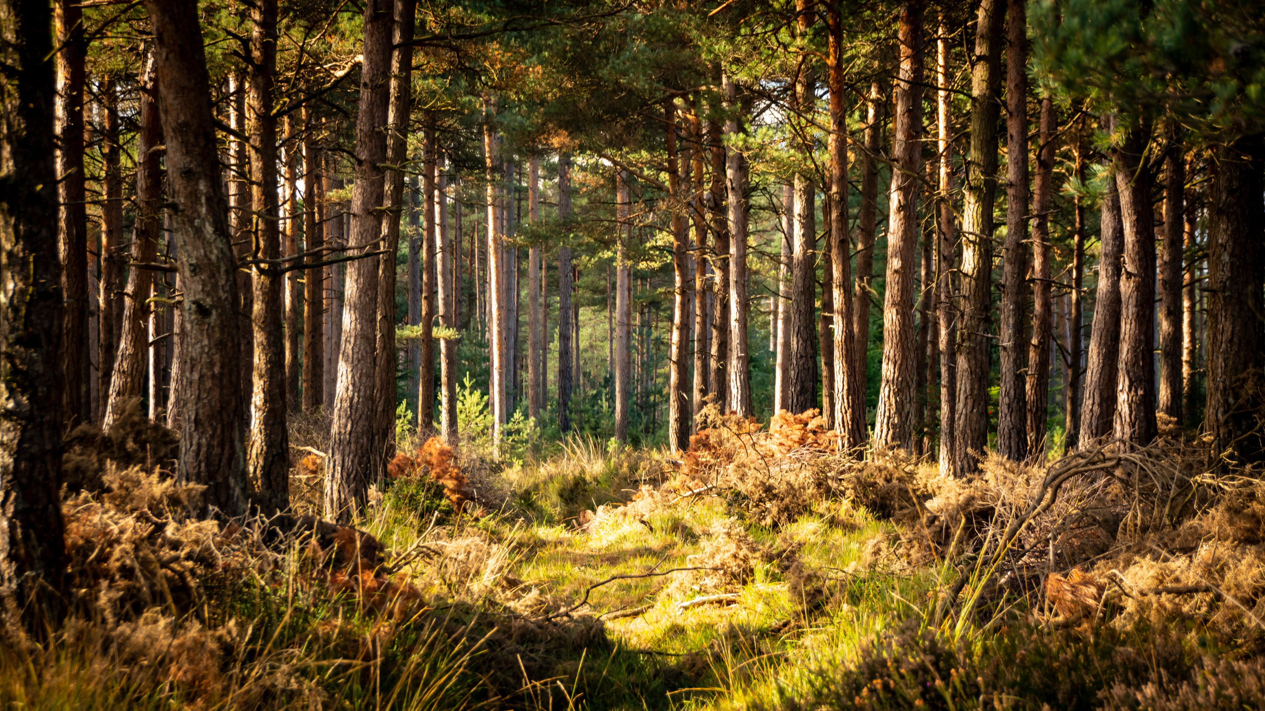 Wareham Forest, Dorset