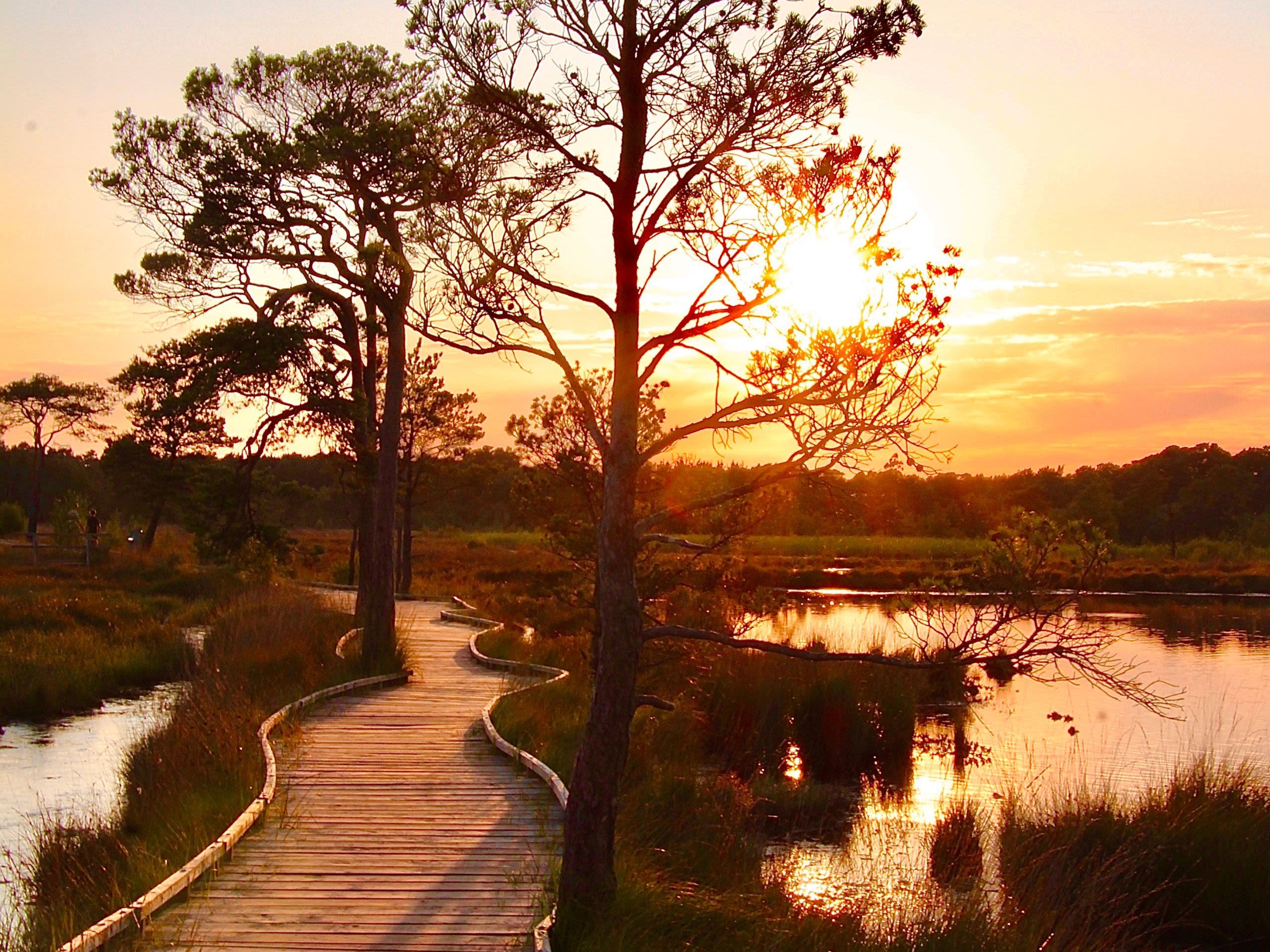 Thursley Common boardwalk 
