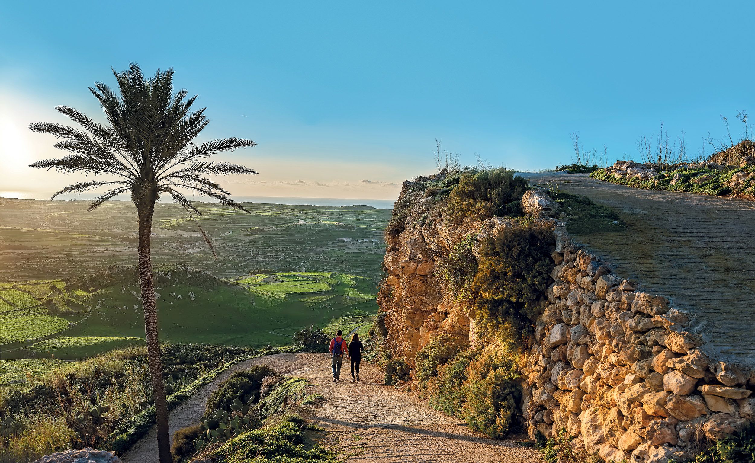 Palm trees and rural landscape in Malta