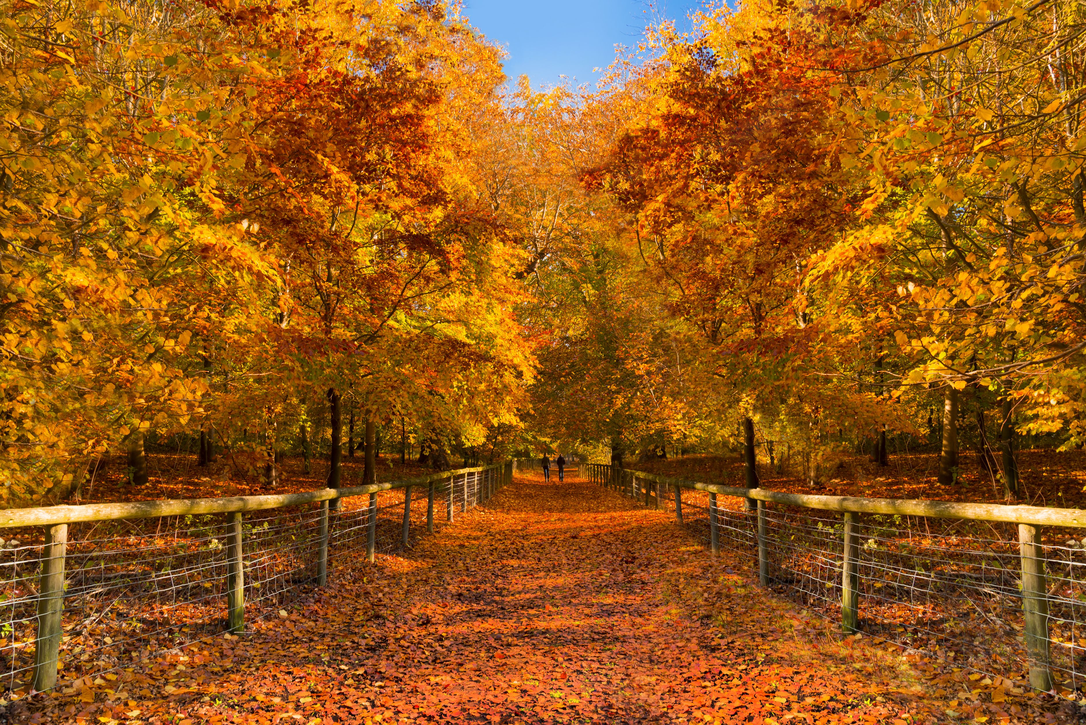  New Forest National Park